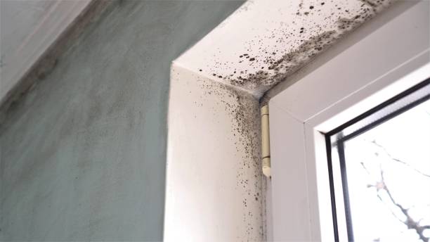 Best Real Estate Mold Inspection  in Livonia, MI