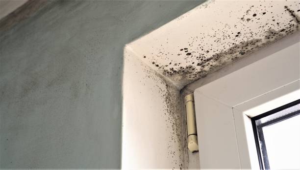 Environmental Consulting for Mold Prevention in Livonia, MI