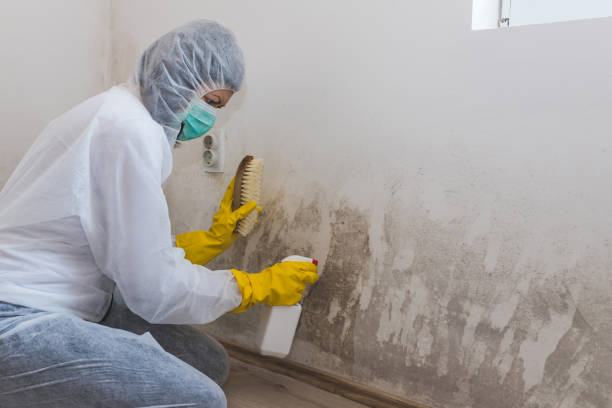 Best Commercial Mold Inspection  in Livonia, MI