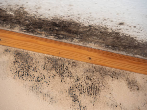 Best Water Damage & Mold Remediation  in Livonia, MI