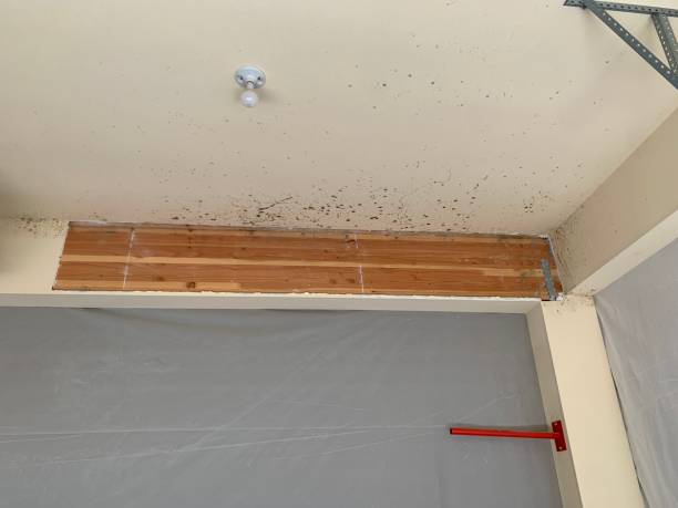 Best Mold Damage Restoration  in Livonia, MI
