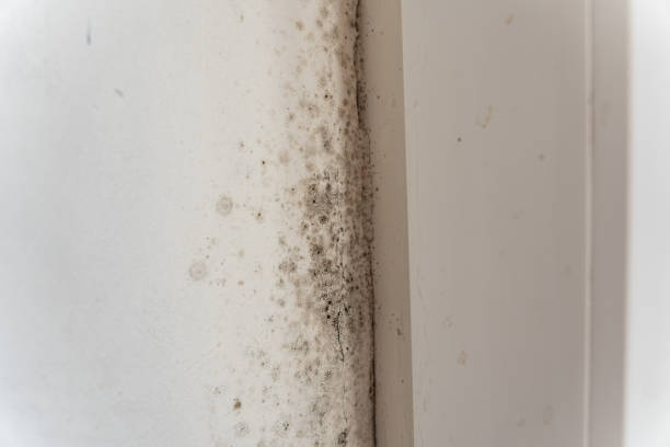 Best Mold Remediation for Healthcare Facilities  in Livonia, MI