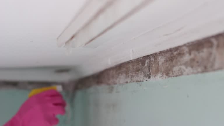 Mold Remediation for Rental Properties in Livonia, MI