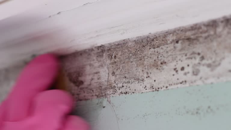 Best Emergency Mold Remediation  in Livonia, MI